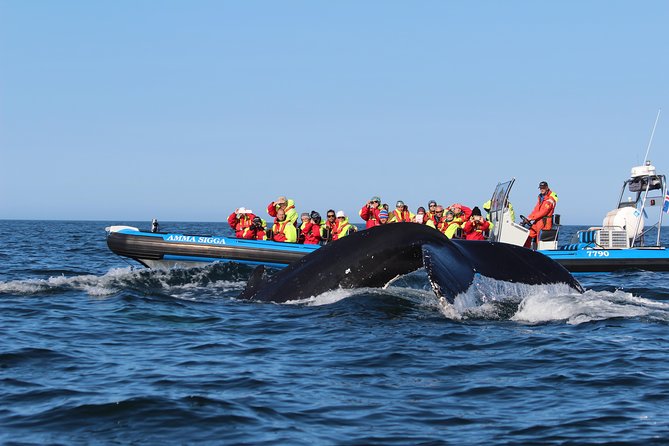 Original Big Whale Safari & Puffins Speedboat Tour from Húsavík - Gear and comfort: overalls, rain jackets, and staying warm