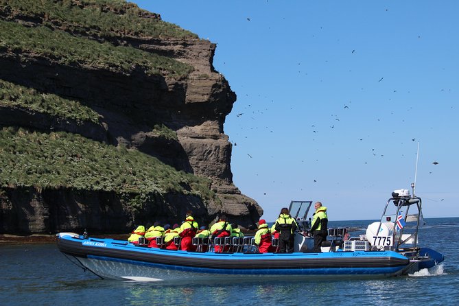 Original Big Whale Safari & Puffins Speedboat Tour from Húsavík - Wildlife odds: what you are likely to see and why the guidance matters