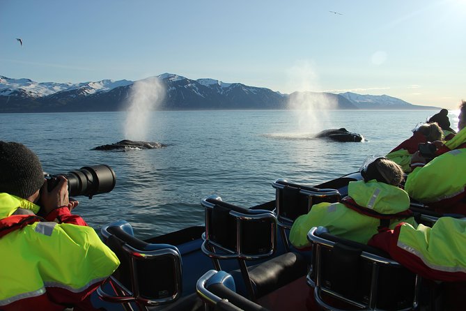 Original Big Whale Safari & Puffins Speedboat Tour from Húsavík - Price and value: is $180.27 worth an RIB tour?