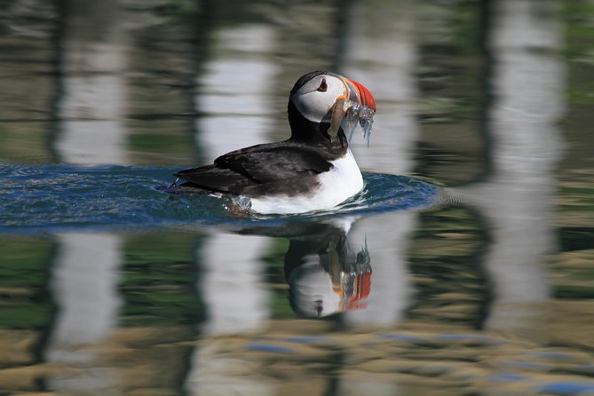 Original Big Whale Safari & Puffins Speedboat Tour from Húsavík - Who this tour suits best in Húsavík