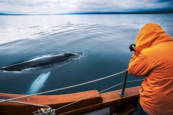 Original Carbon Neutral Whale Watching Tour from Húsavík - Why this carbon-neutral whale watch is more than just a boat trip