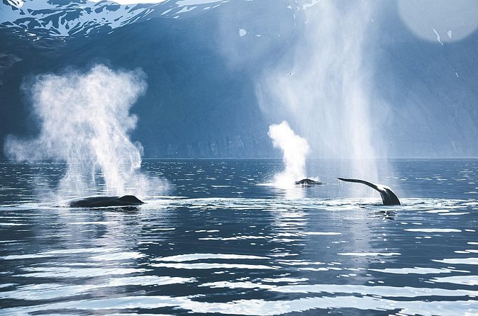 Original Carbon Neutral Whale Watching Tour from Húsavík - The guide experience: how the narration changes your time on the water