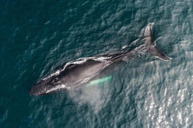 Original Carbon Neutral Whale Watching Tour from Húsavík - Who this tour suits best (and who might want a different approach)