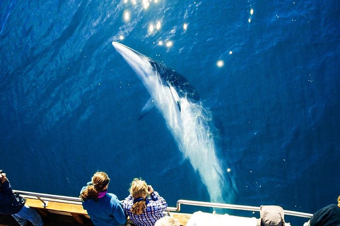 Original Carbon Neutral Whale Watching Tour from Húsavík - On-board comfort: quiet tech, hybrid propulsion, and real-world limits
