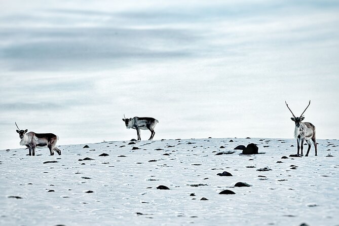 Premium Ice Cave Tour Vatnajokull Iceland - Glacier Hike and Cave Exploration: Expect Walking on Ice