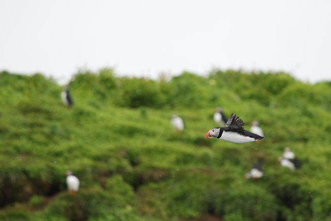Premium Small-Group Puffin & Bird Watching tour from Reykjavík - Key points to know before you go