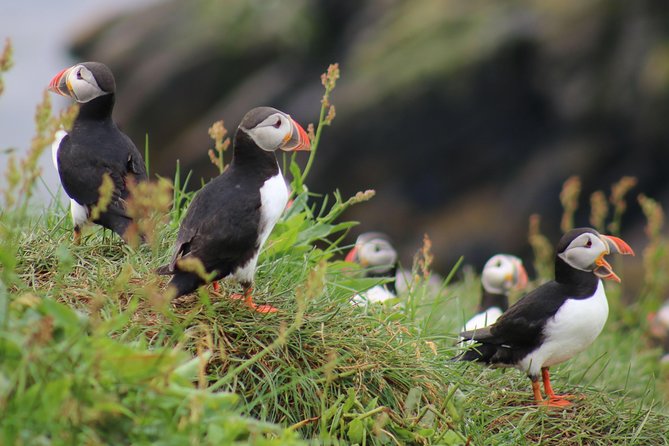 Premium Small-Group Puffin & Bird Watching tour from Reykjavík - Old Harbour boarding: your start point is built for fast turnaround