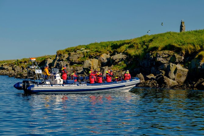 Premium Small-Group Puffin & Bird Watching tour from Reykjavík - Stop 2 at Akurey: the real puffin payoff
