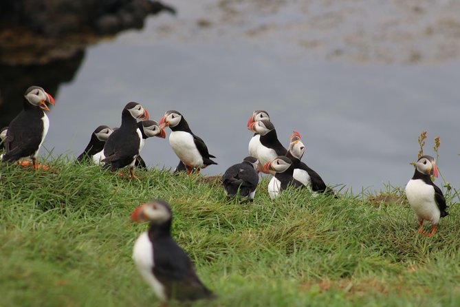 Premium Small-Group Puffin & Bird Watching tour from Reykjavík - RIB boat on Faxaflói Bay: speed with an engine-off trick