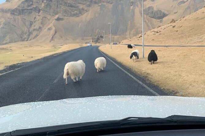 PRIVATE 2-Hours Tour - Westman Islands with a local in a BMW X5 - Stop by stop: puffins, Elephant Rock, church, and volcano viewpoints