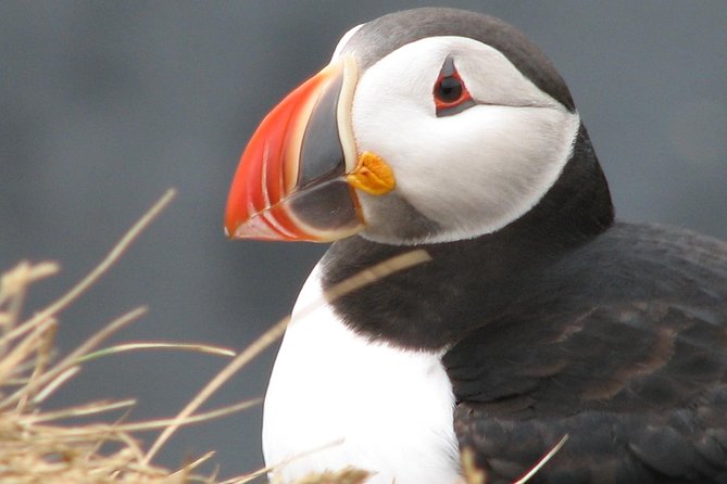 Private Day Trip to the Icelandic South Coast from Reykjavik - The Real Appeal: A Private South Coast Day That Keeps You Moving