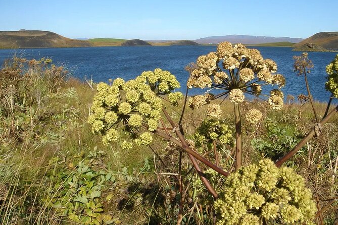 Private Diamond Circle Tour from Akureyri - Stop 1, Lake Mývatn: Midges, Lava Origins, and Wetland Wildlife