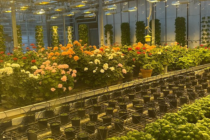 Private Golden Circle Tour - Fridheimar Greenhouse and Tomato Farm: a Warm Start Powered by Geothermal Steam