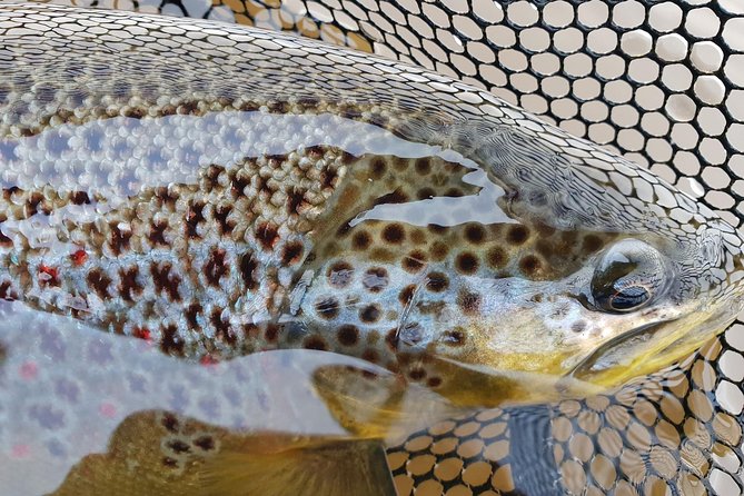 Private Lake and River Fishing Tour from Reykjavik - Thingvellir to the river: why the drive is part of the trip