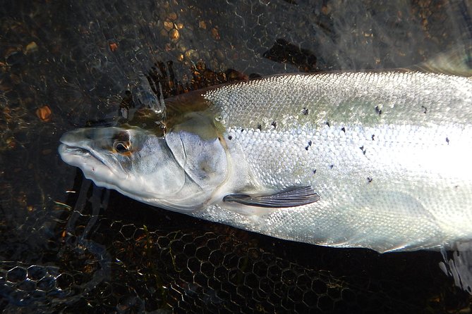 Private Lake and River Fishing Tour from Reykjavik - Golden Circle fishing for five hours on brown trout and Arctic char