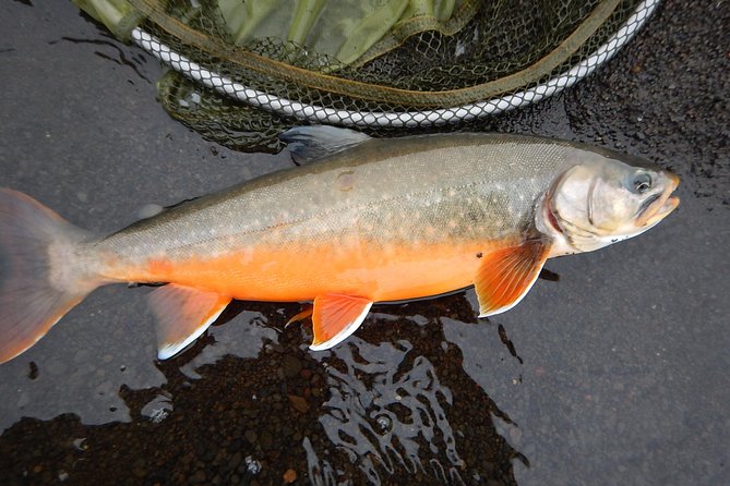 Private Lake and River Fishing Tour from Reykjavik - Getting taught on the spot, including fly fishing style lessons
