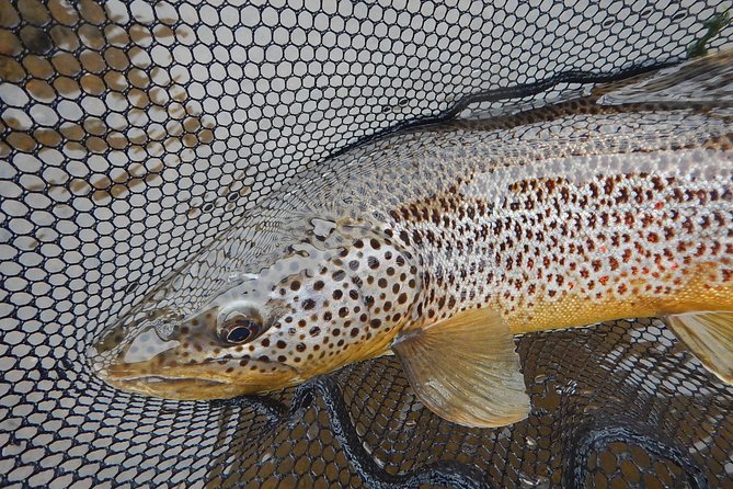 Private Lake and River Fishing Tour from Reykjavik - When to choose this tour for your fish preferences