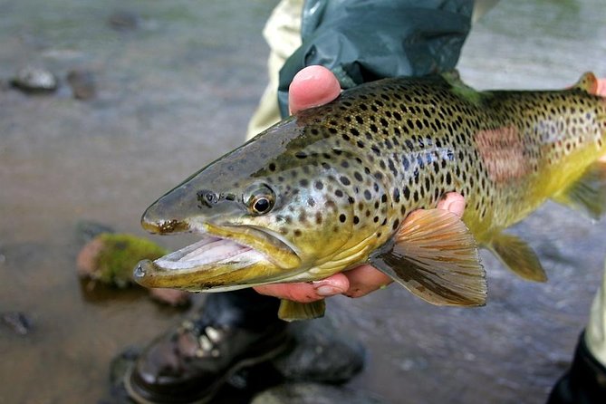 Private Lake and River Fishing Tour from Reykjavik - Your day starts with Reykjavik pickup and a scenic warm-up