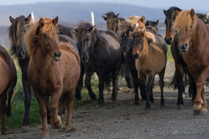 Private Tour: South Coast of Iceland by SUV or Van from Reykjavik - Vik and Reynisfjara: black sand, basalt columns, and attitude