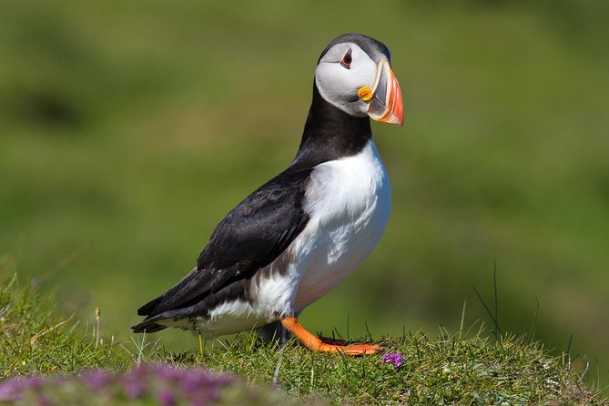 Puffin and Volcano Tour with Ebbi - Key things that make this tour worth your time