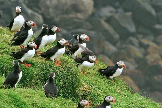 Puffin and Volcano Tour with Ebbi - Herjólfsdalur and the first settlers: why early history shapes everything