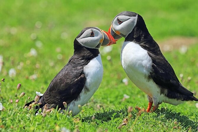 Puffin and Volcano Tour with Ebbi - The Viking Town stop: the ticket you actually want included