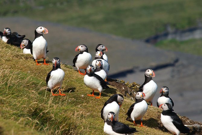 Puffin and Volcano Tour with Ebbi - Eldfell crater: walking where the eruption started