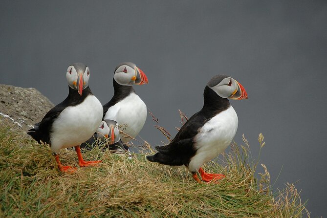 Puffin and Wildlife Boat Tour - Key things to know before you go