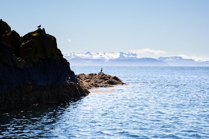 Puffin and Wildlife Boat Tour - Who This Puffin Boat Tour Is Best For