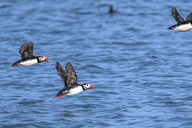 Puffin and Wildlife Boat Tour - Stop 1 in Breiðafjörður: The Puffin-Watching Setup