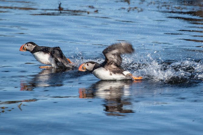 Puffin Cruise with Expert Tour Guide from Reykjavik - When puffins are plentiful, and when you need realistic expectations