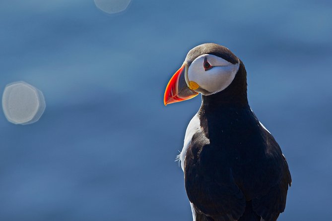 Puffin Cruise with Expert Tour Guide from Reykjavik - Photo and comfort tips on a crowded express boat