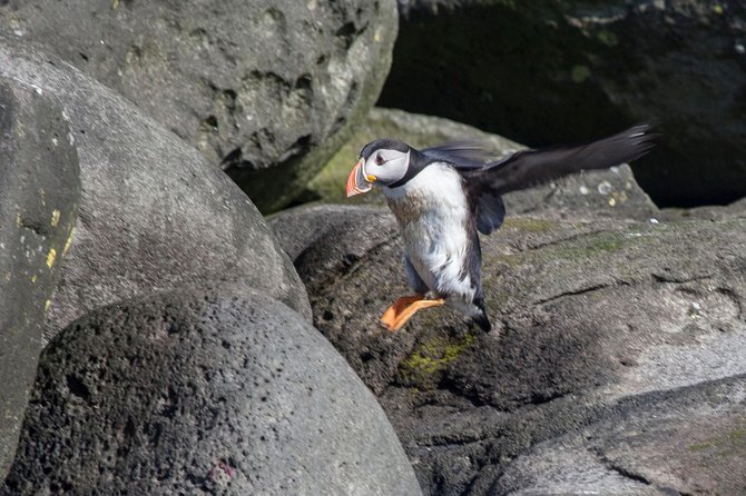 Puffin Cruise with Expert Tour Guide from Reykjavik - Price and value: what you get for $63.96