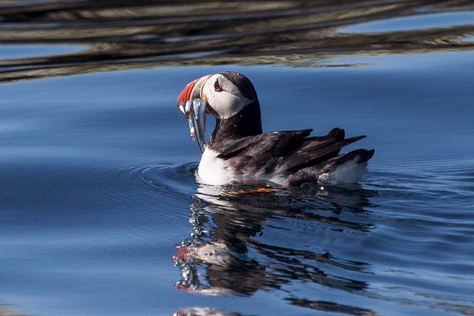 Puffin Cruise with Expert Tour Guide from Reykjavik - Should you book this puffin cruise from Reykjavik?