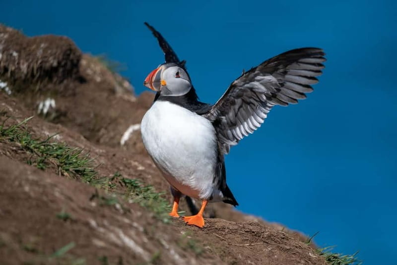 Puffin & Gufufoss Waterfall Tour from Seydisfjordur Port - Key highlights at a glance