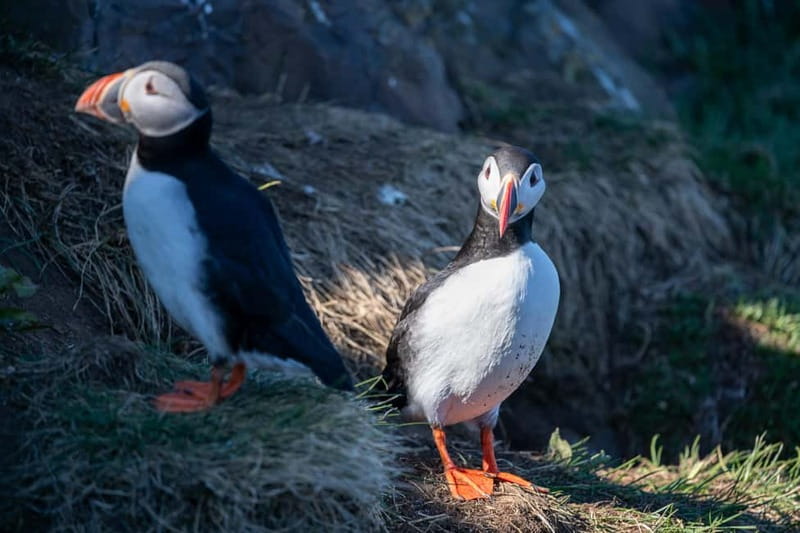 Puffin & Gufufoss Waterfall Tour from Seydisfjordur Port - What the best guides seem to add (and why it matters)