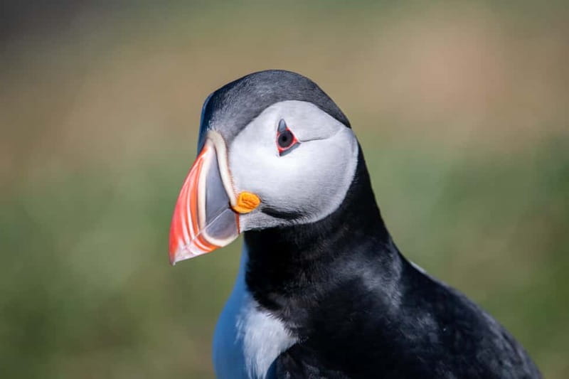 Puffin & Gufufoss Waterfall Tour from Seydisfjordur Port - Hafnarhólmi puffins: how to make the most of an hour on the islet