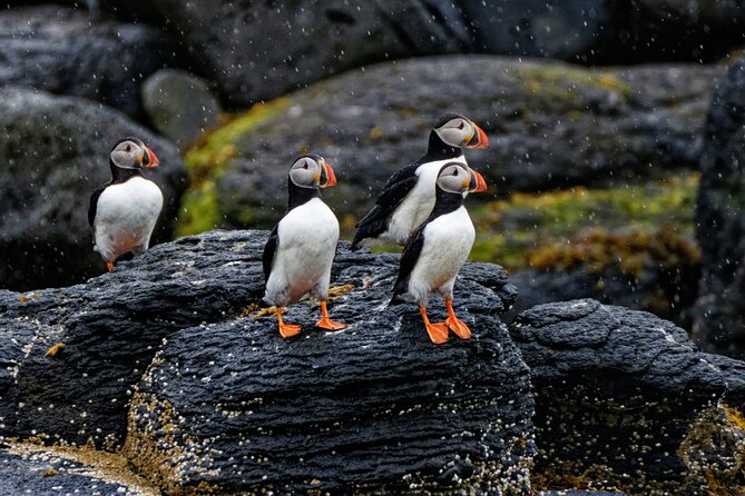 Puffin Jet ski tour in Reykjavík - Harpa and the Reykjavík shoreline: city views without the crowds