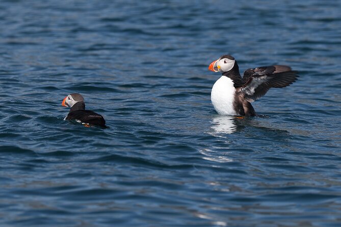 Puffin Jet ski tour in Reykjavík - Price and value for a 2-hour small-group ride
