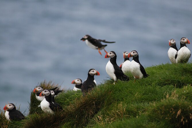 Puffin Watching and Gufufoss Waterfall Tour from Seydisfjordur - The Bus Ride, Timing, and Why the Day Feels Long