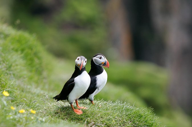 Puffin Watching and Gufufoss Waterfall Tour from Seydisfjordur - What to Bring: Water, Snacks, and Comfort for Stairs