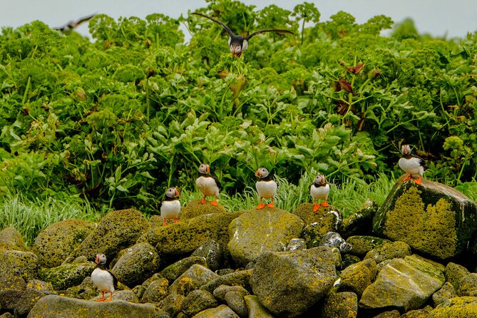 Puffin Watching Speedboat Express - The RIB ride experience: fast, fun, and sometimes choppy