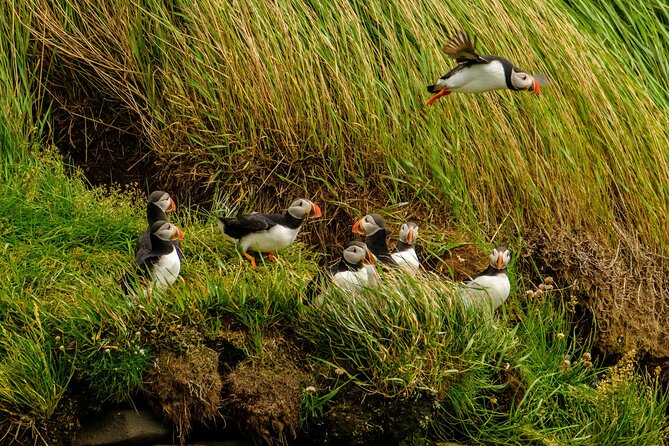 Puffin Watching Speedboat Express - Stop-by-stop: Reykjavik sights from the water to the Videy puffin area