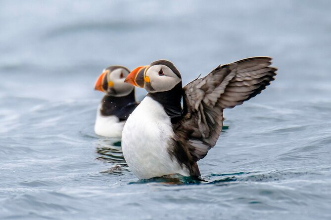 Puffin Watching Speedboat Express - Comfort hacks for a windy Reykjavik puffin day