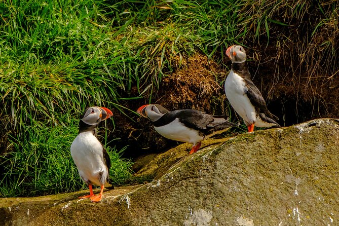 Puffin Watching Speedboat Express - Who should book Puffin Watching Speedboat Express?