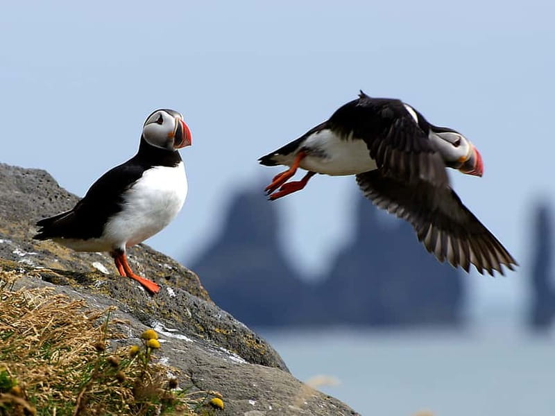 Puffin Watching Yacht Cruise from Downtown Reykjavík - Key things to know before you go