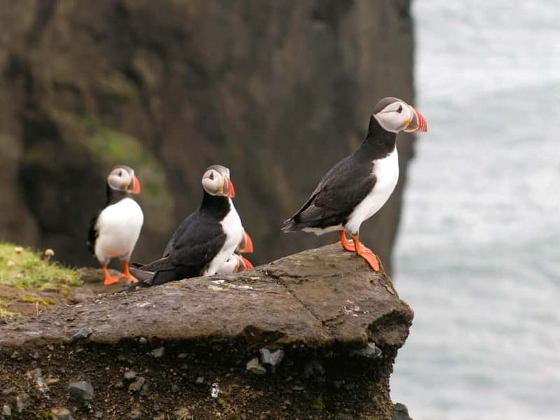 Puffin Watching Yacht Cruise from Downtown Reykjavík - Setting Sail From Reykjavík Old Harbour House