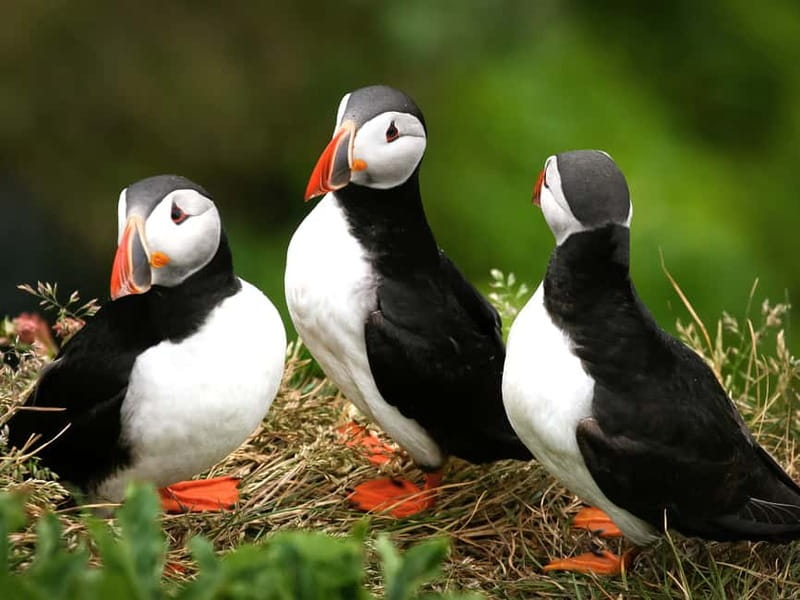 Puffin Watching Yacht Cruise from Downtown Reykjavík - Engey, Lundey, and Viðey: Where Puffins Show Up