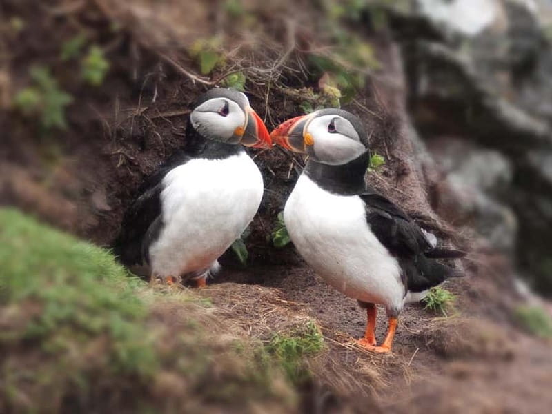 Puffin Watching Yacht Cruise from Downtown Reykjavík - Yacht Comfort and Why the Ride Feels Worth It