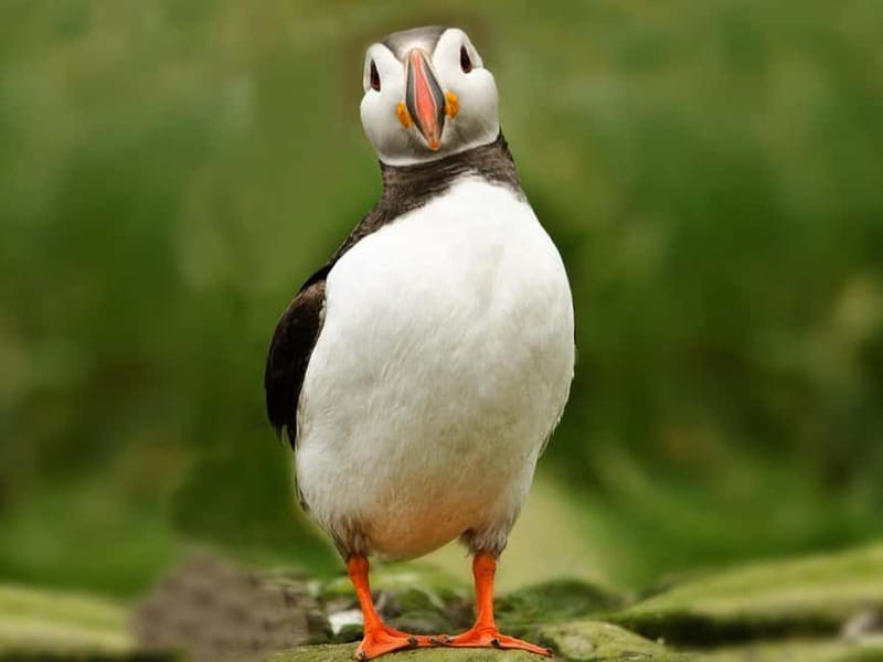 Puffin Watching Yacht Cruise from Downtown Reykjavík - Weather Rules, Captain Decisions, and Your Best Shot at Sightings